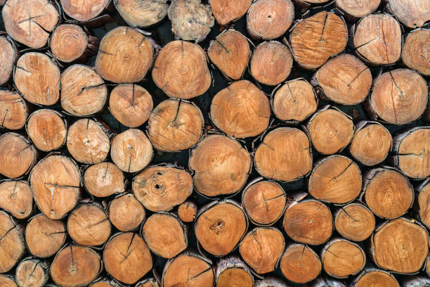 istock Pile of wood logs texture cutted background 2169995575