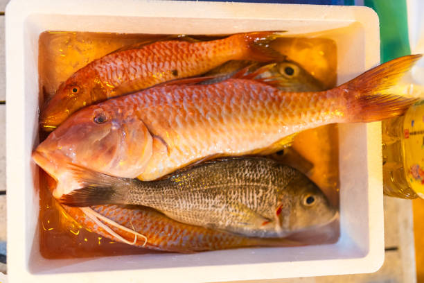 Several fresh caught salt water fish in a styrofoam bucket, top down view.