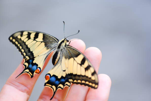 istock Swallowtail Butterfly on man hand close up 2169996618
