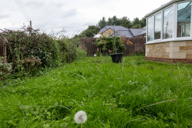 A wide shot of an abandoned garden with overgrown hedges surrounding the garden. A conservatory is to the right of the frame. The property is located in Northumberland, England.Videos are available similar to this scenario