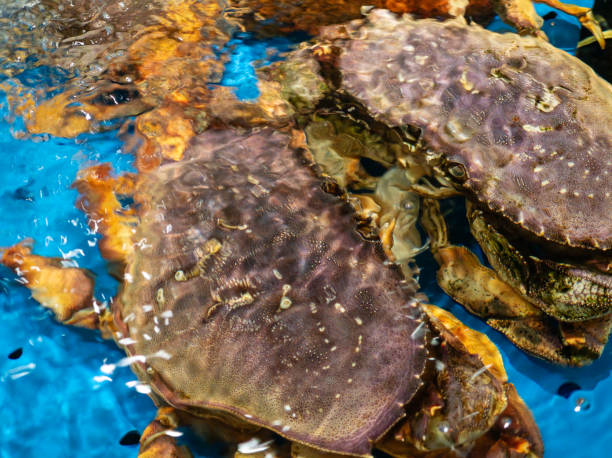 istock Fresh Dungeness crab in seafood market 2169996839