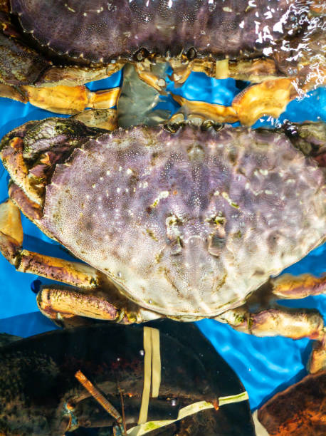 istock Fresh Dungeness crab in seafood market 2169996840