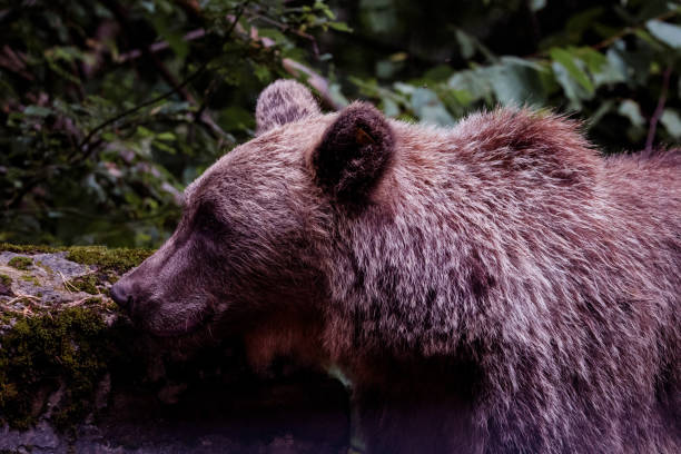 Braun Bär
