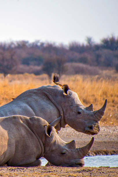 White Rhinoceros, Ceratotherium simum, Square-lipped Rhinoceros, Khama Rhino Sanctuary, Serowe, Botswana, Africa