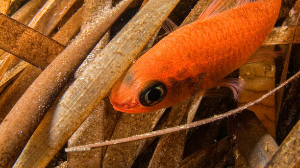 Cardinal Fish, Cabo Cope-Puntas del Calnegre Natural Park, Spain