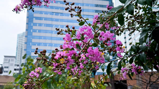 istock The beautiful views in Tokyo 2169999574