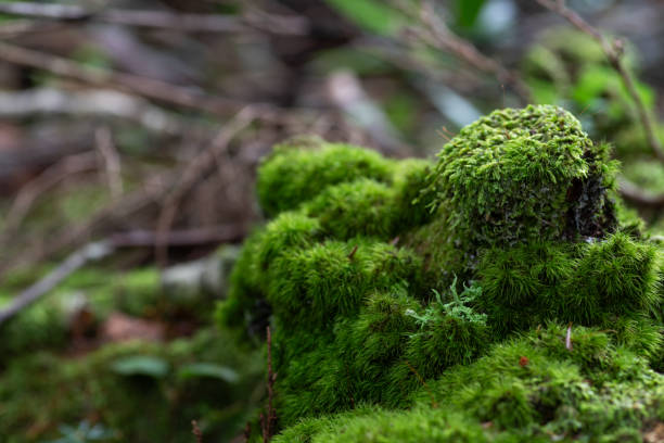 istock Macro photography of fluffy moss 2170004324