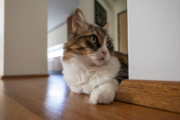 istock Angry Norwegian forest cat portrait 2170004470