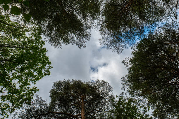 Bottom view of the tops of pine trees against the background of the summer sky.