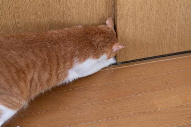 istock Cat behavior that worries about the gap in the door 2170004894