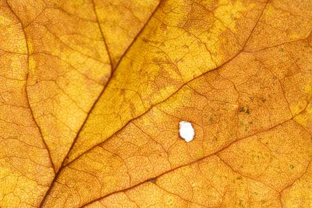 Yellow leaf veins shining through the sunlight