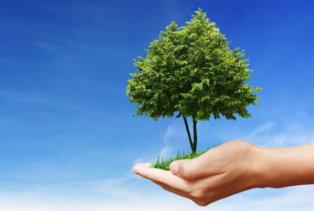 istock Green plant in a hand 2170005669