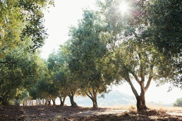 istock Mediterranean olive orchard. Grove of ancient olive trees 2170006800