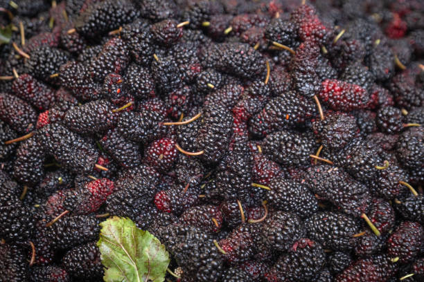 istock Fresh mulberry black ripe and red unripe. 2170007217