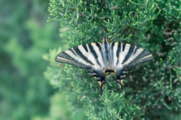 Beautiful Black Striped Macro Photo with Green Nature Plant in Background Copy Space