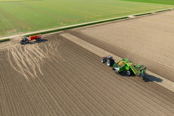istock Potato harvest in an agricultural field from above 2170010883