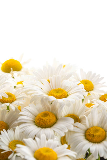 chamomile or daisies isolated on white background. Top view with copy space for your text.