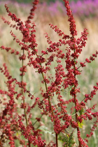 istock Red broad leaved dock seed heads in a meadow 2170011386