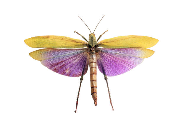 Giant grasshopper with wings isolated on white background