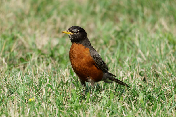 istock American Robin 2170012826