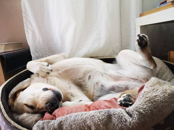 Cute dogs sleeping position stock photo