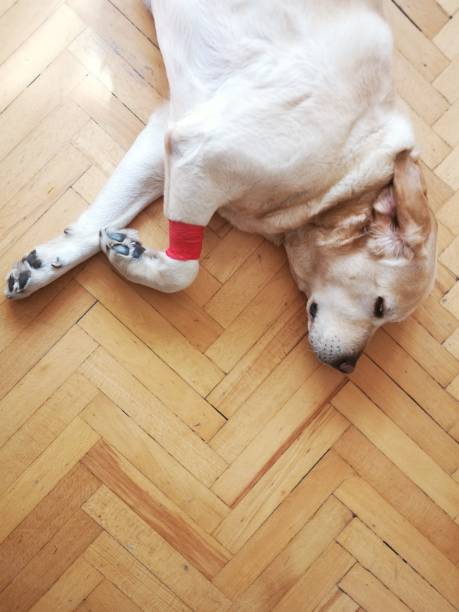 Dog wearing a nurse's hat, a sick dog being treated at home