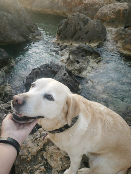 Cute Labrador on the coast of the Corfu