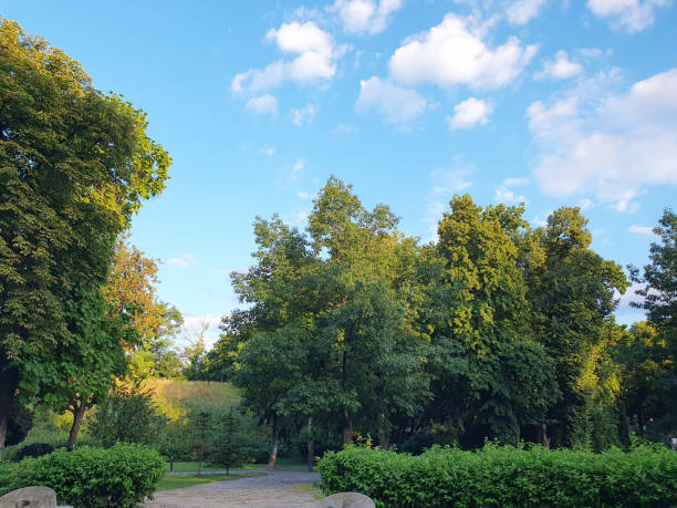 Green beautiful park on a summer day against the blue sky, nature