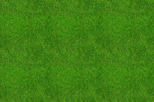 Turff Texture 990+ Cricket Pitch Texture Stock Photos, Pictures & Royalty-Free Images ...