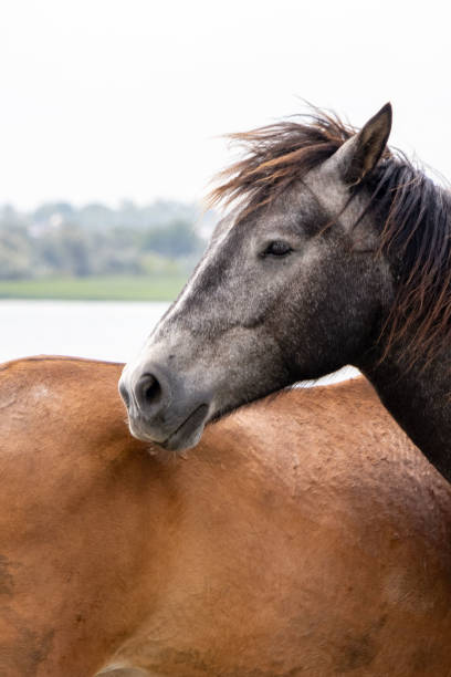 istock Foal near a horse - close-up 2170017455