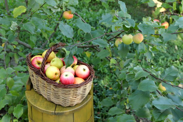 Fresh apples in a wicker basket on a yellow wooden barrel on the background of apple tree fruit.