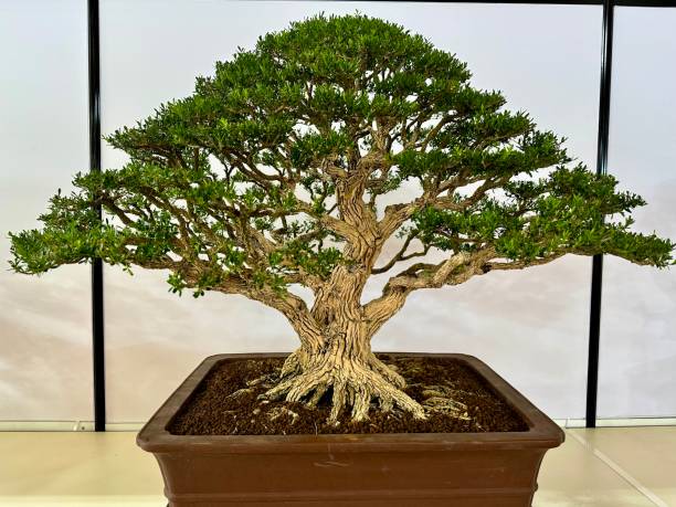 Kostenlose Bild: Immergrn, Baum, Blatt, Bonsai, Natur, Pflanze