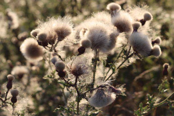 istock Creeping thistle fluffy seed heads in late summer, in a countryside meadow 2170019979