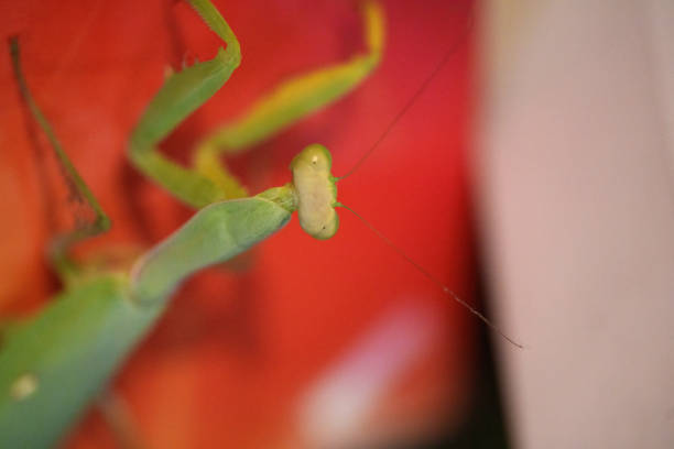 Mantis religiosa