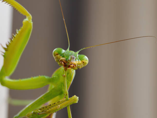 istock Close-up of a praying mantis 2170020417