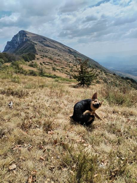 istock Dog on the mountain 2170020560