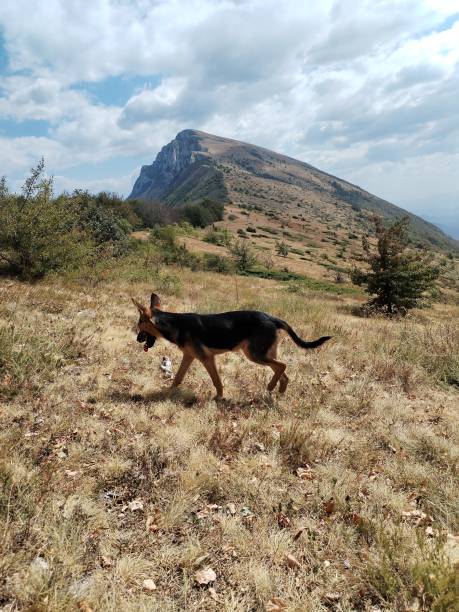 istock Dog on the mountain 2170020588
