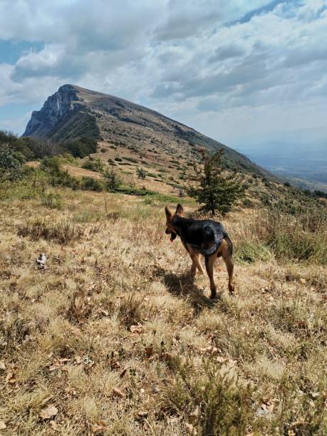 istock Dog on the mountain 2170020599