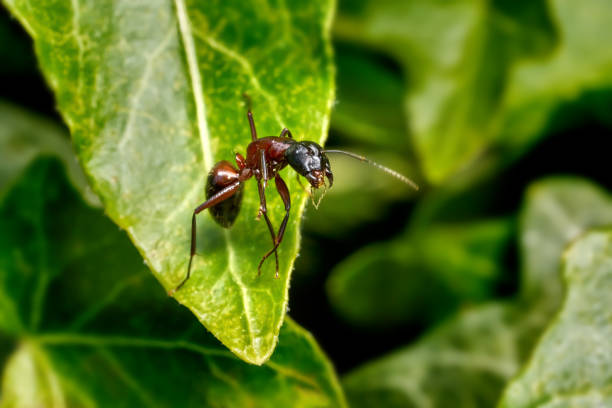 Ant standing upright on the tip of a green leaf - Baden-Württemberg, Germany