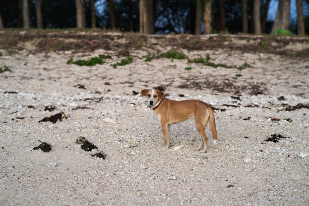 istock A stray dog ​​on the beach 2170021910