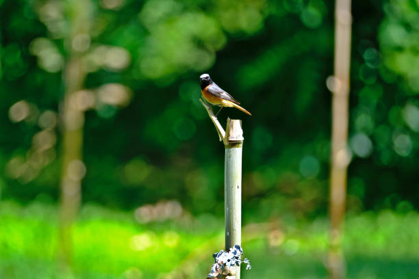Redstart bird perched on a bamboo stick in the morning sun.