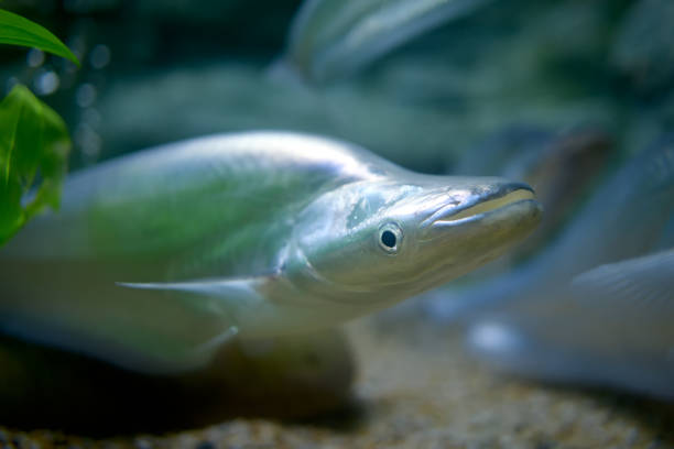 White catfish in a glass tank, Thai river fish