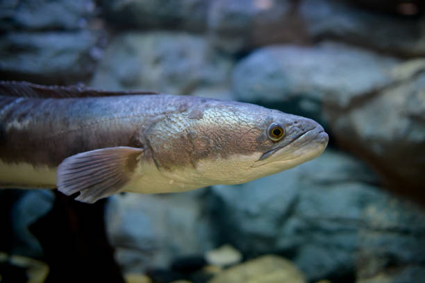istock Snakehead fish in a glass tank, a Thai river fish 2170022616