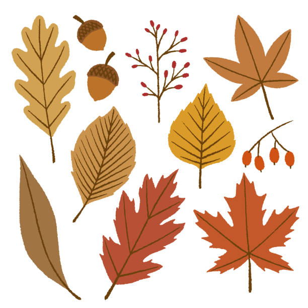 herbst blätter und selbst noch - herbstlaub stock-grafiken, -clipart, -cartoons und -symbole