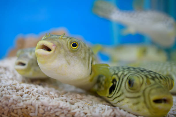 Porcupinefish are fish belonging to the family Diodontidae, also commonly called blowfish, balloonfish and globefish