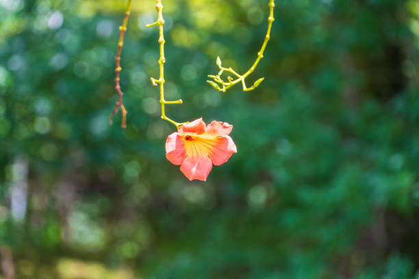 Campsis radicans, commonly called trumpet vine or trumpet creeper, is a dense, vigorous, multi-stemmed, deciduous, woody, clinging vine that attaches itself to structures and climbs by aerial rootlets. Clusters of red trumpet-shaped flowers appear throughout the summer (June to September). Flowers are followed by long, bean-like seed pods which split open when ripe, releasing numerous 2-winged seeds for dispersal by the wind.