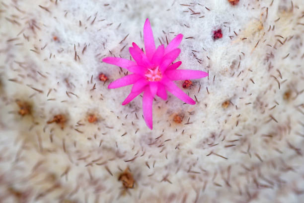 Closeup of a cactus flower in full bloom against a white background.