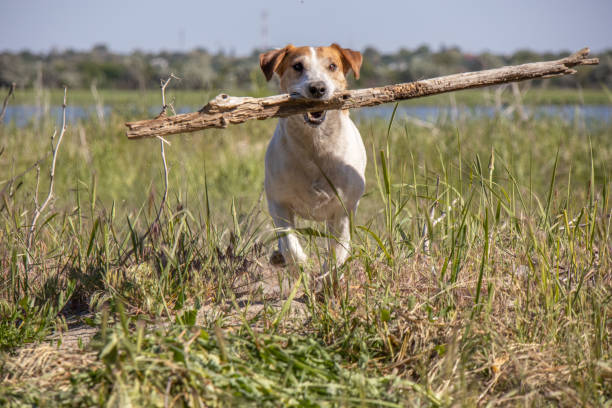 istock Jack Russell dog plays with a stick in the grass 2170023609