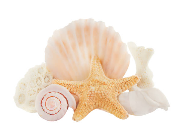 Group of starfish, shells and corals isolated on white background