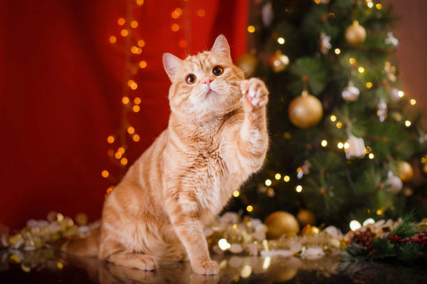 istock British cat, Christmas and New Year 2170026903